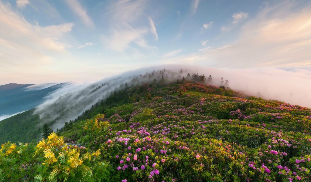 Рон Маунтин, Теннесси, США