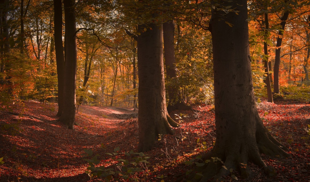 Густой лиственный лес в США