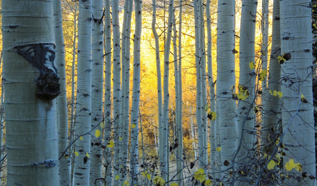 Белые стволы деревьев в лесу, Колорадо США
