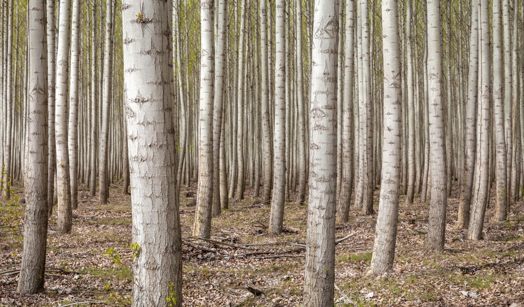 Густой лес в Орегоне