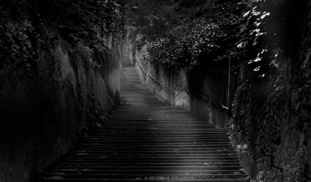 Черная лестница среди черных зарослей