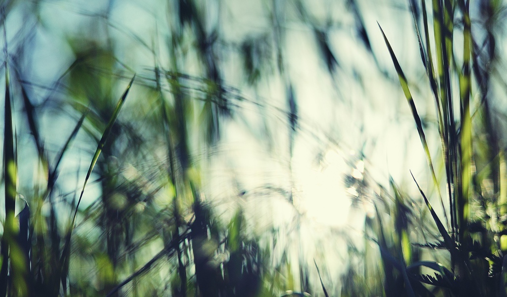 Размытое фото травы