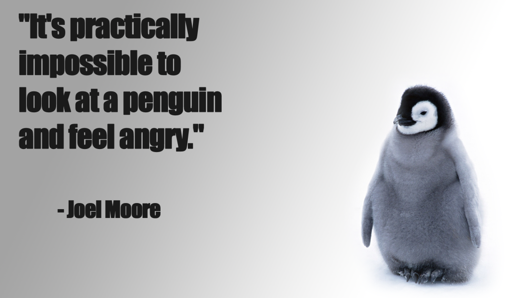 Нельзя смотреть на пингвина и оставаться злым