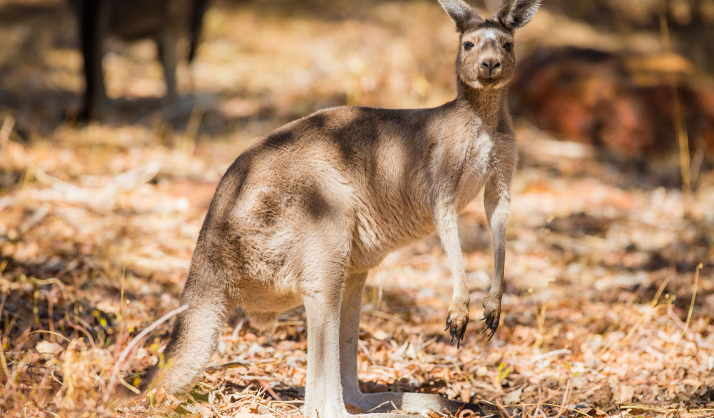 Австралийский кенгуру стоит на сухой траве