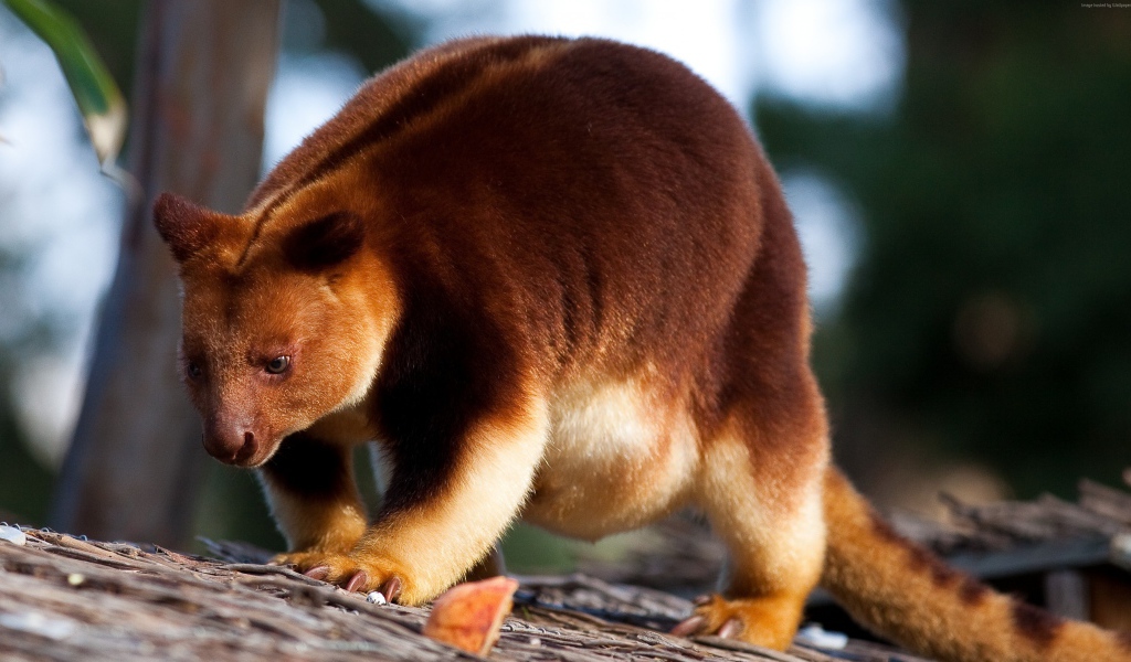 Кенгуру Гудфеллоу в зоопарке