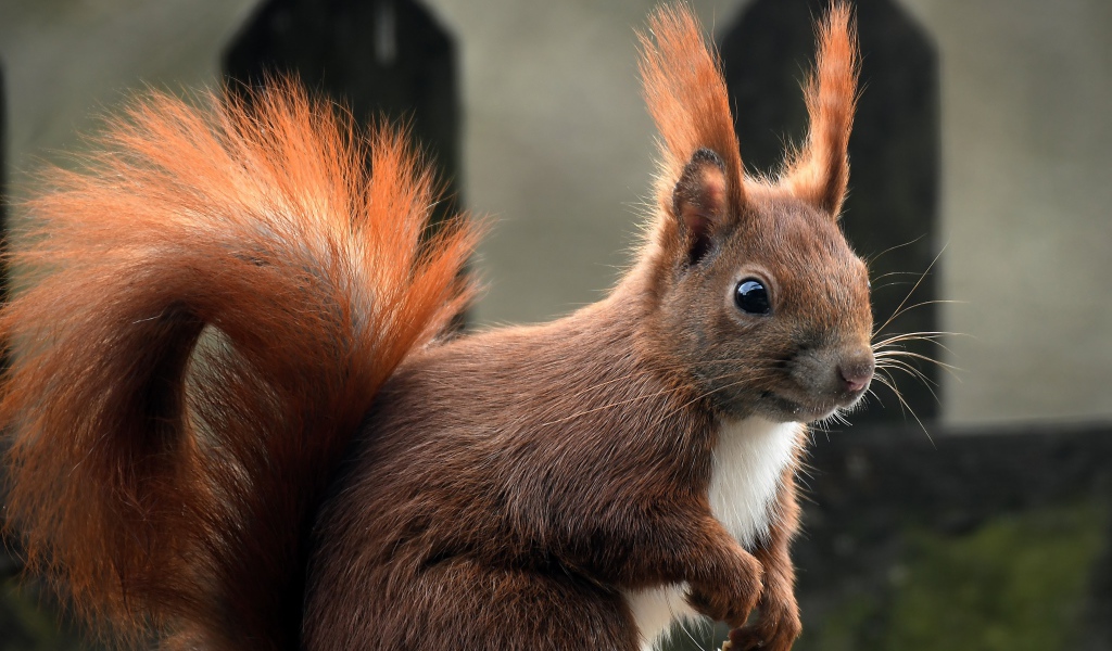 Белка с пушистым рыжим хвостом 