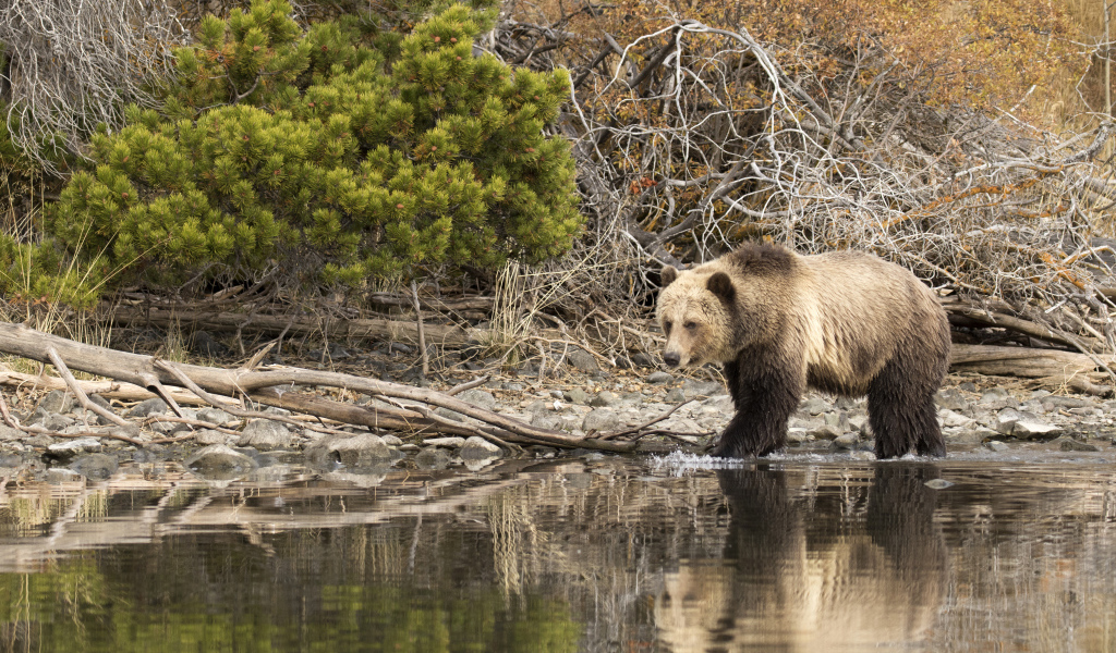Большой бурый медведь идет по воде