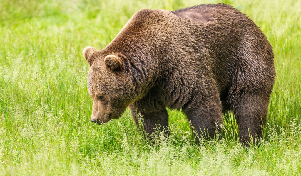 A large brown bear walks along the green grass