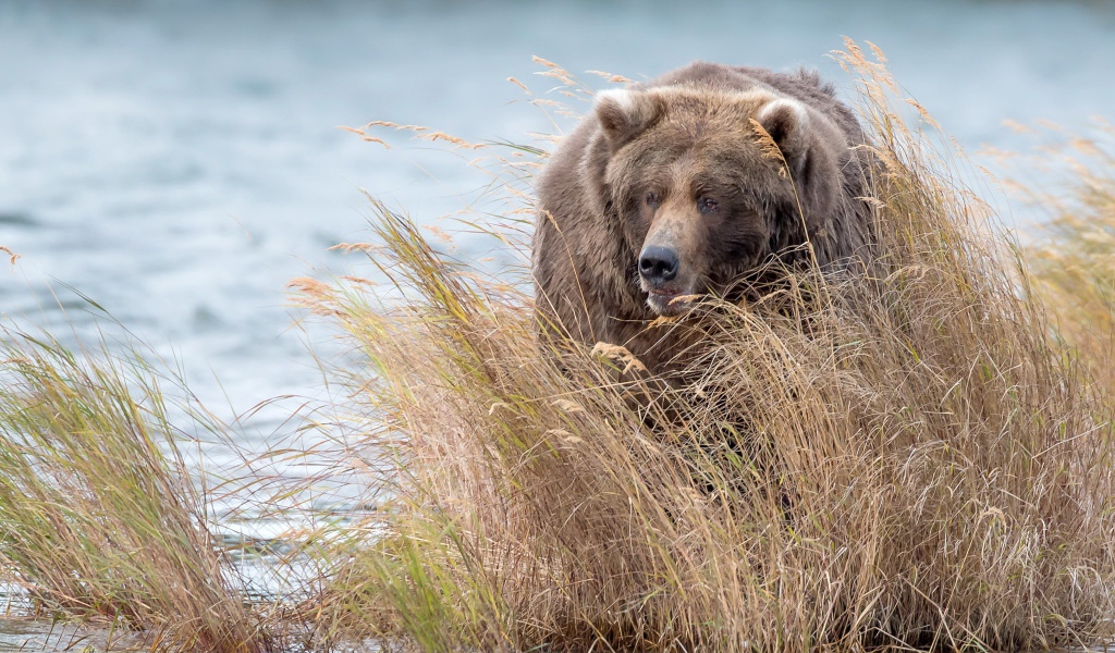 Большой бурый медведь идет в зарослях по воде
