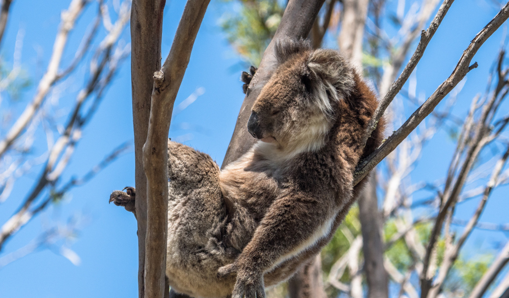 Ленивая коала спит на дереве