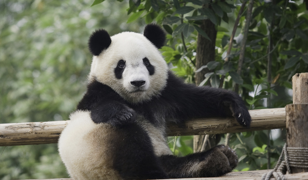 Небольшая красивая панда отдыхает 