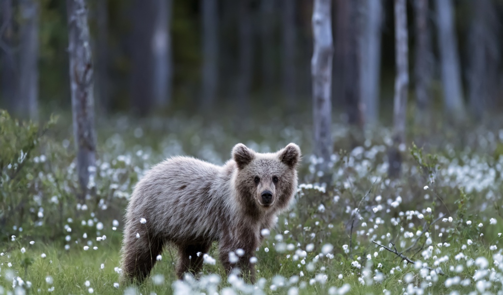 Маленький бурый медвежонок стоит на поляне с белыми цветами