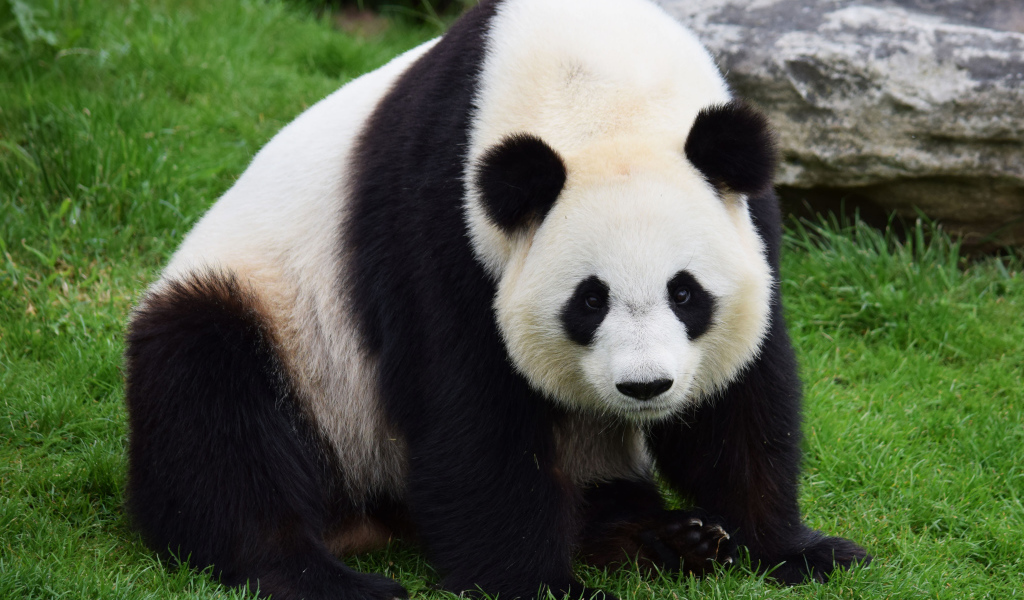 Big beautiful panda sitting on green grass
