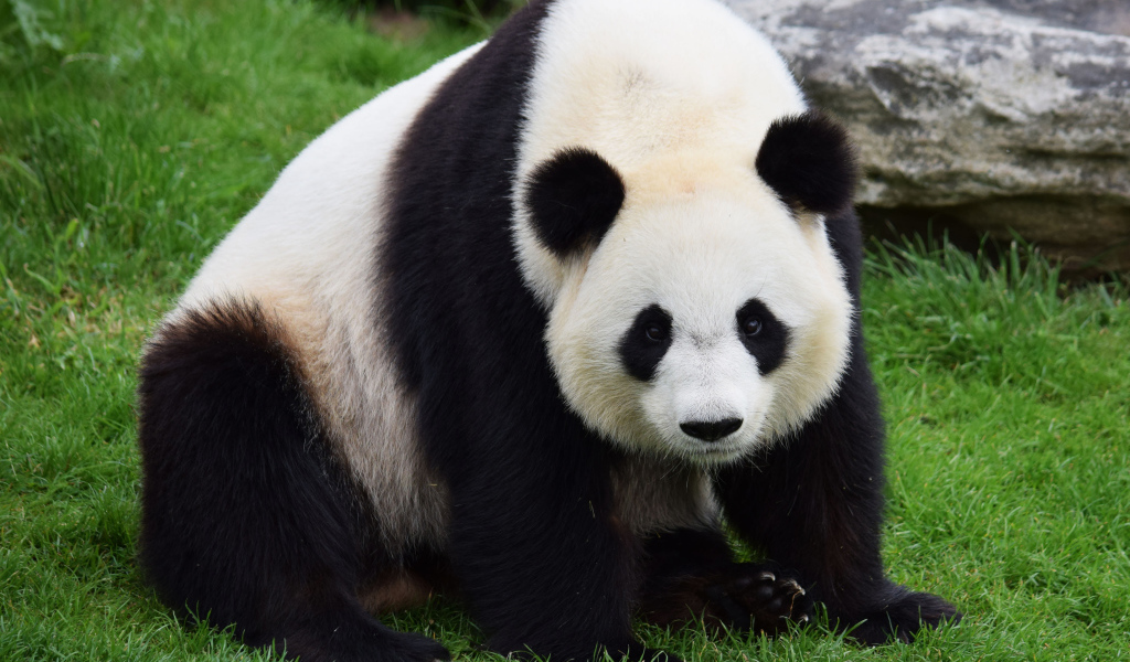 Большая красивая панда сидит на зеленой траве