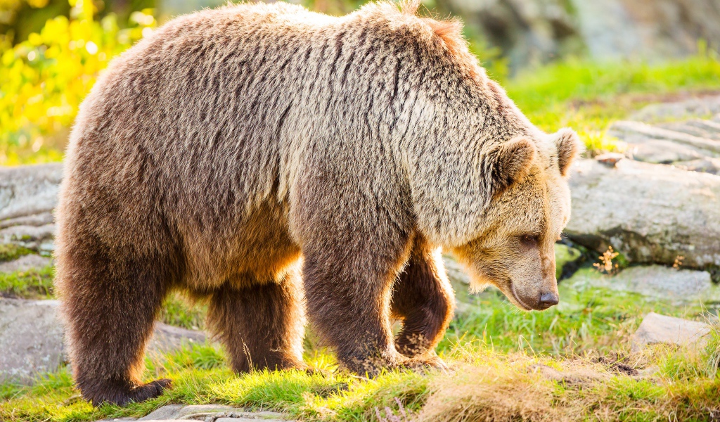 Большой бурый медведь идет по траве