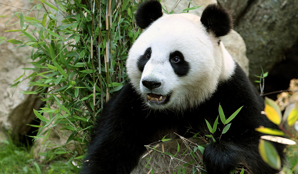 Funny face of a panda bear