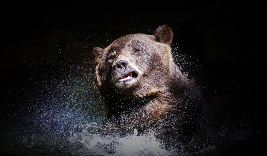 Большой бурый медведь стряхивает воду на черном фоне