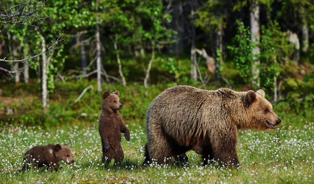 Большая бурая медведица с медвежатами гуляет по зеленой траве