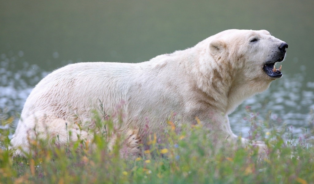 Большой белый медведь у воды 