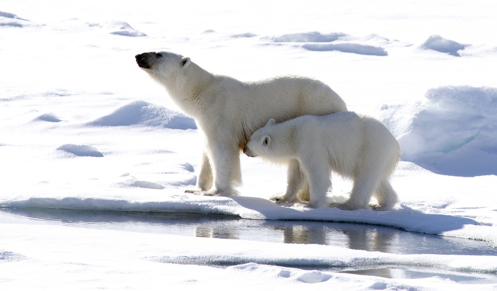 Большая белая медведица с маленьким медвежонком 