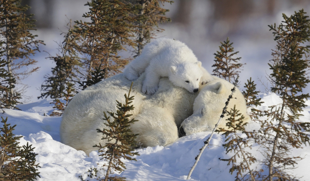 Маленький белый медвежонок с медведицей на снегу