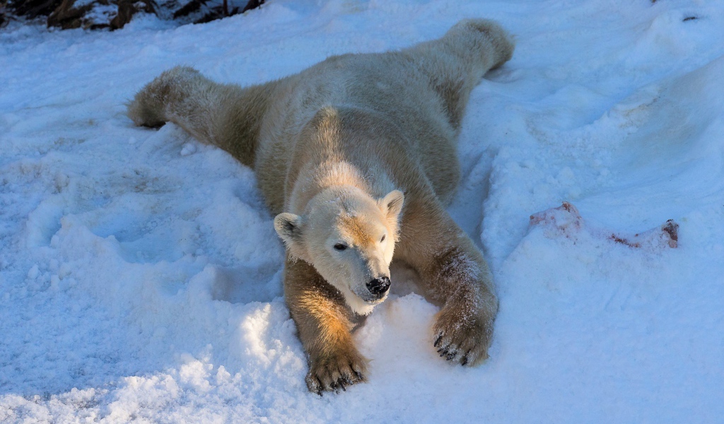 Белый медведь радуется белому снегу зимой