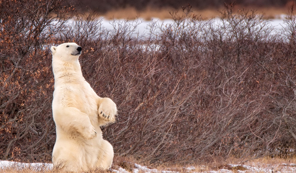 Белый медведь сидит на задних лапах