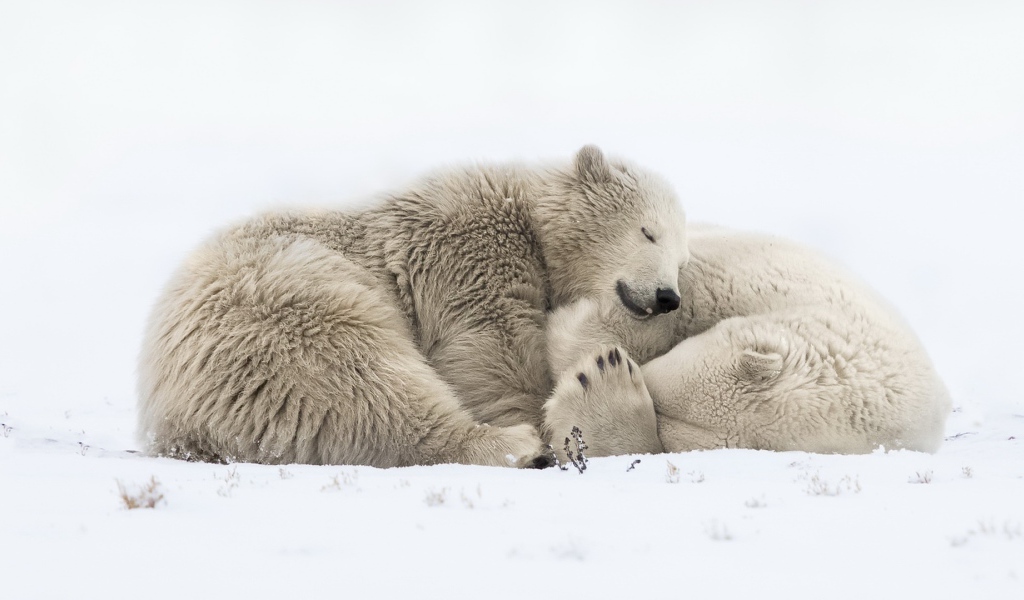 Два больших белых медведя спят на снегу 