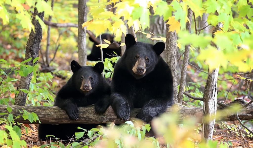 Два черных медведя в лесу