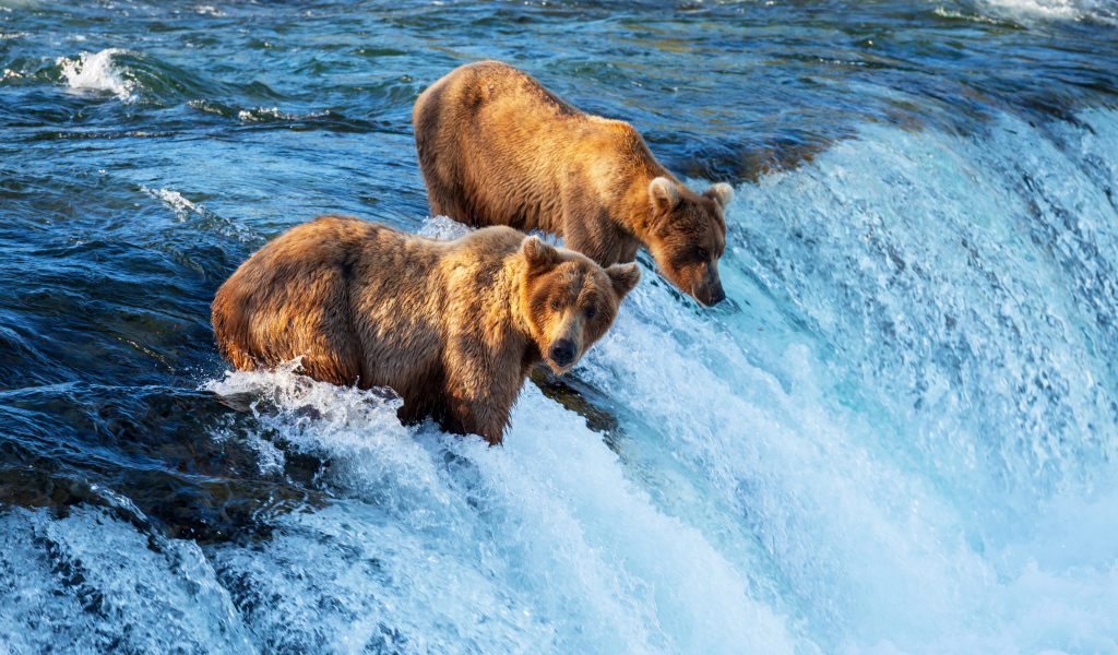 Два бурых медведя у водопада 