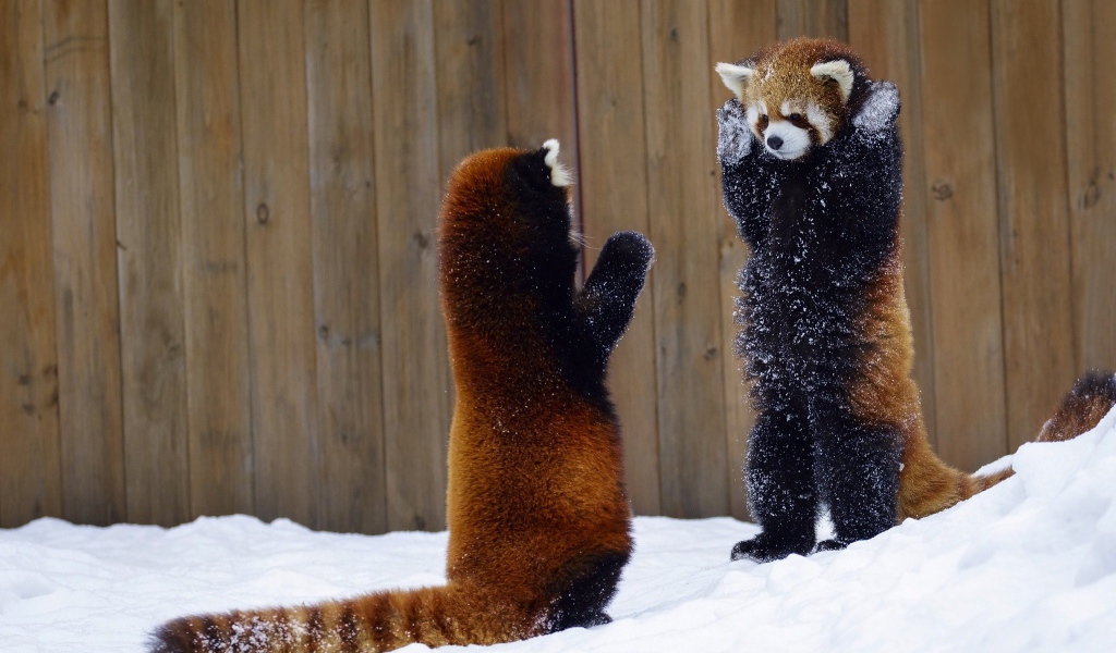 Две игривые малые панды на снегу 