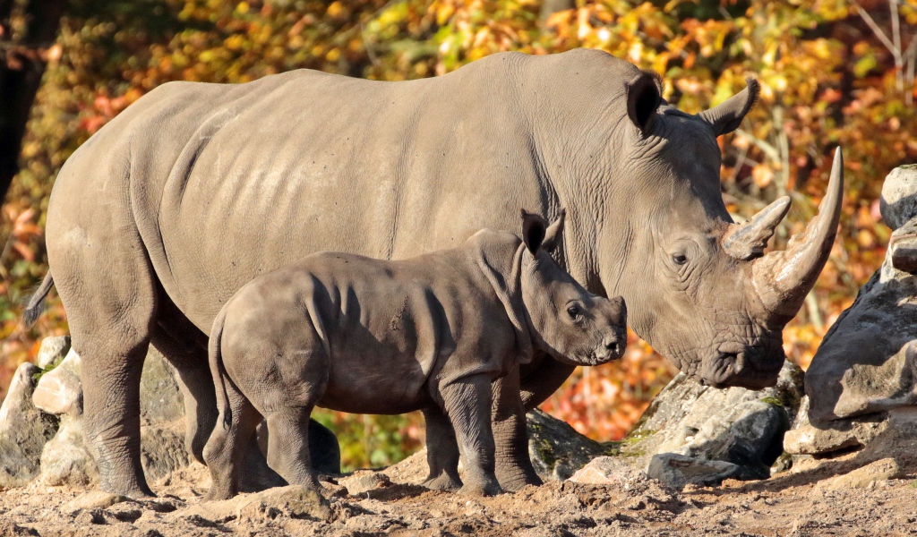 Большой носорог с маленьким детенышем