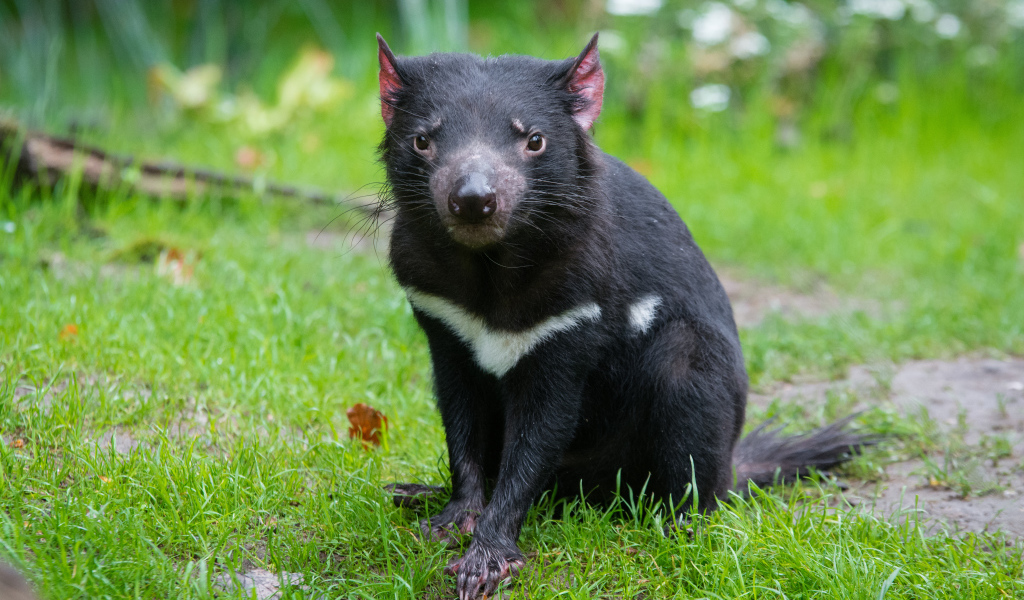 Тасманский дьявол сидит на зеленой траве