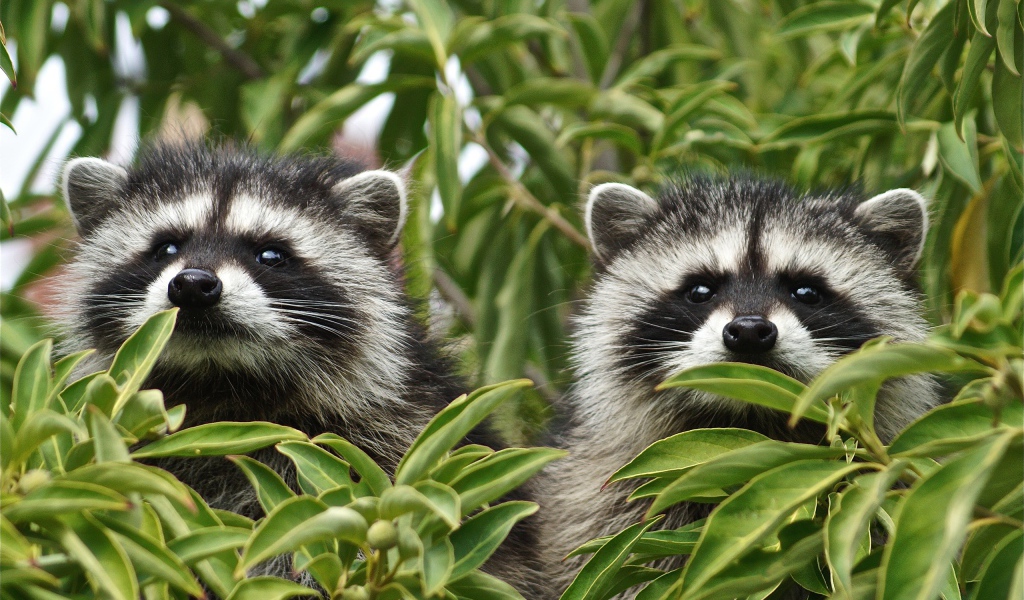 Два енота прячутся в зеленых листьях