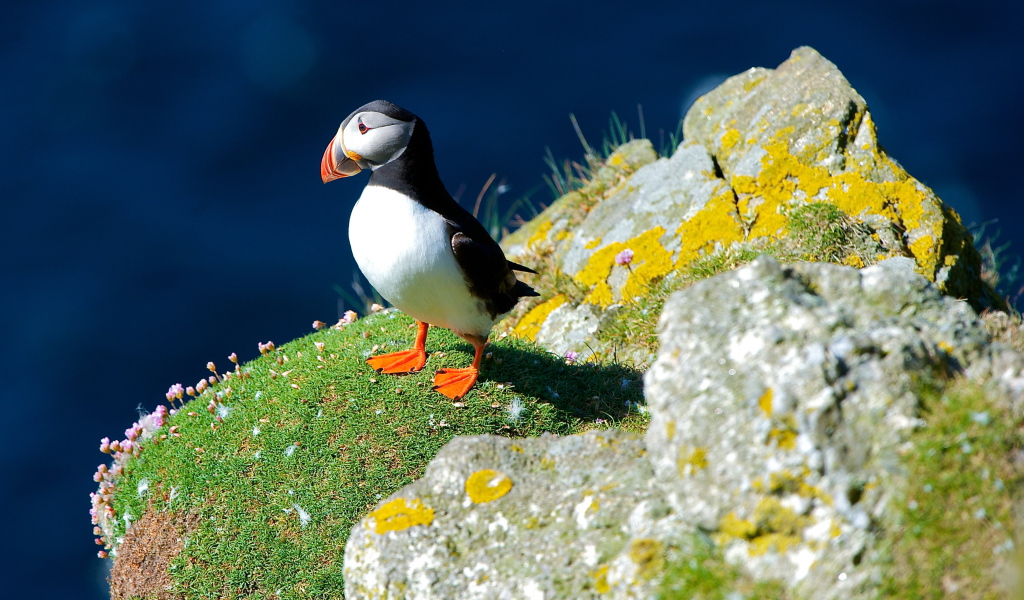Маленькая птица тупик на скале 