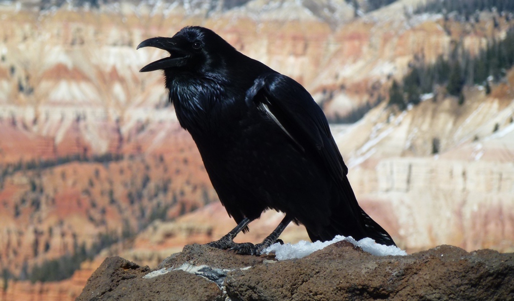Большой черный ворон на камне 