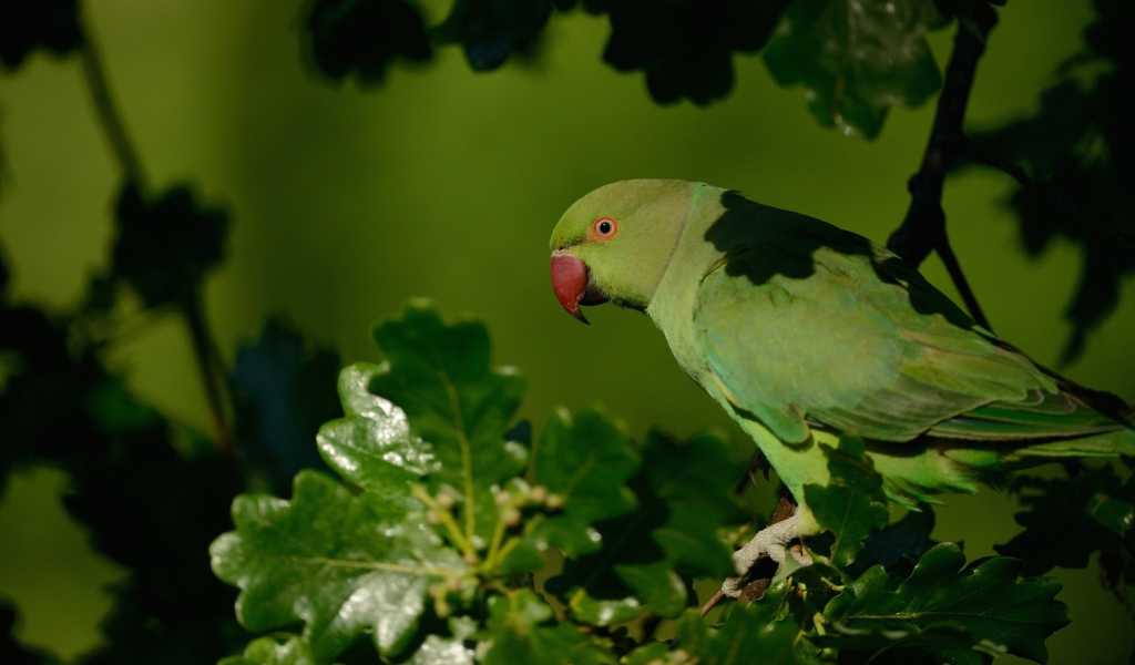 Зеленый попугай с красным клювом сидит на ветке 