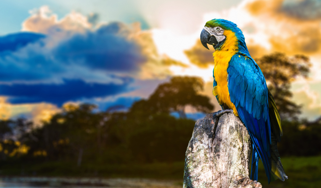 Большой сине - желтый  попугай ара сидит на  сухом дереве