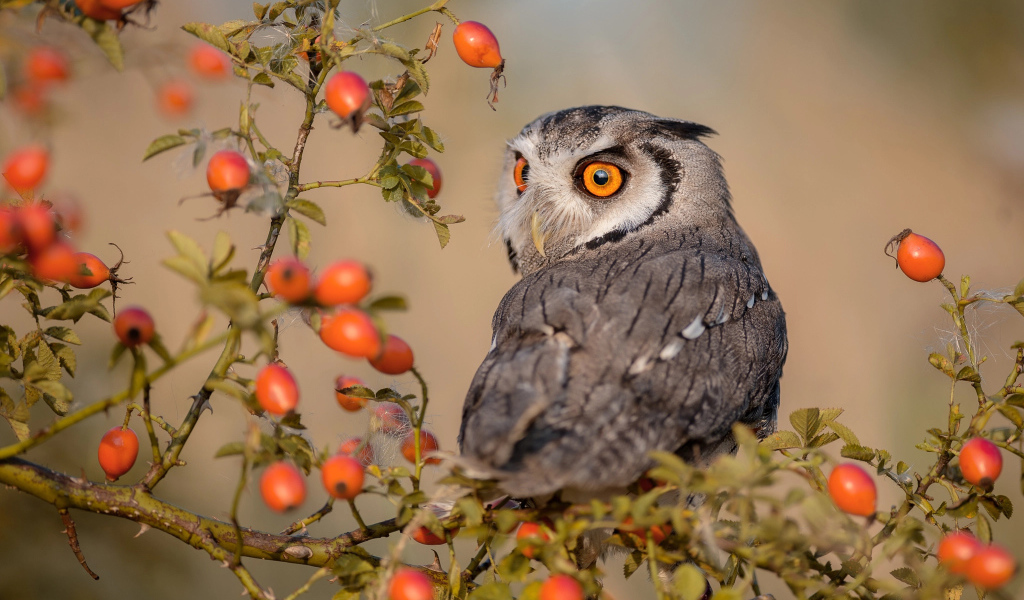 Большая сова сидит на ветке с красными ягодами шиповника