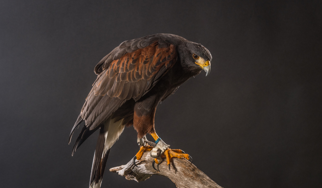 Большой хищный ястреб сидит на ветке