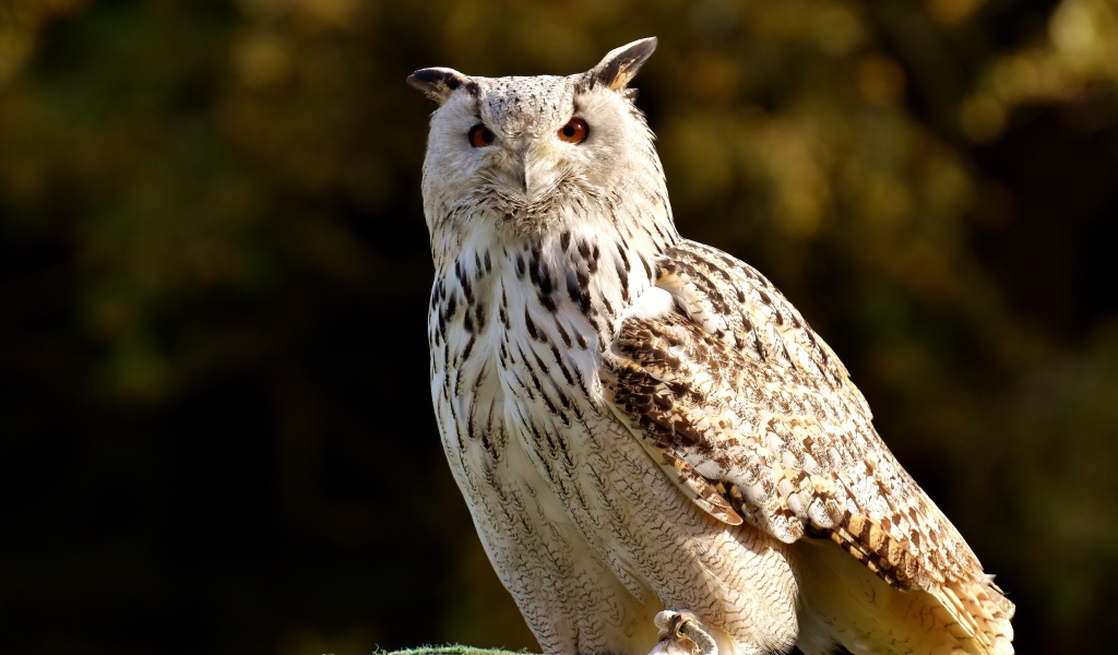 Большая белая сова сидит на ветке