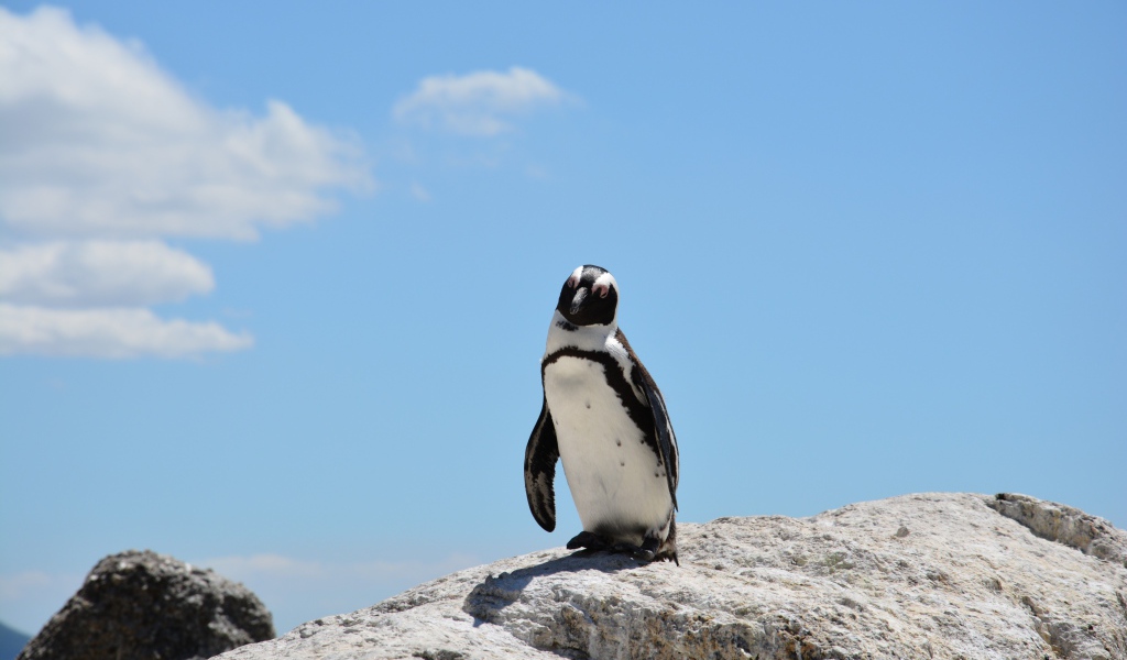 Одинокий пингвин стоит на камне