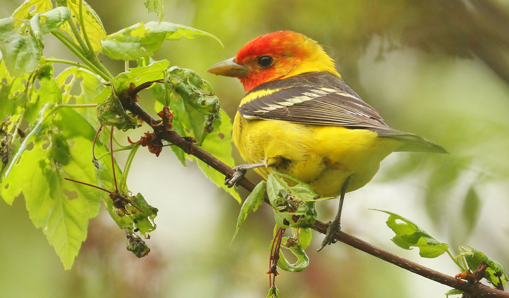 Птица красноголовая пиранга сидит на ветке 