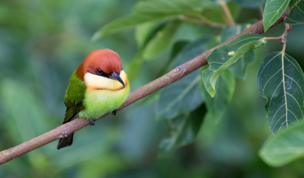 Маленькая птичка золотистая щурка сидит на ветке