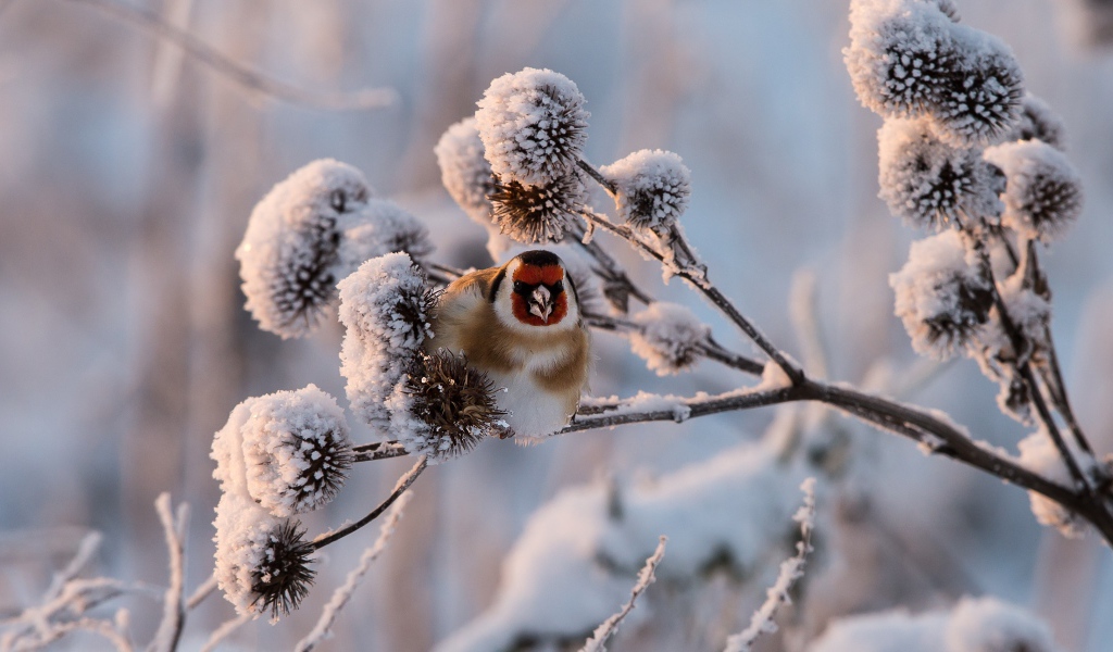Маленькая птичка щегол сидит на покрытой инеем ветке