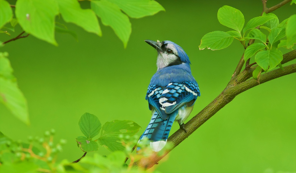 Маленькая голубая сойка сидит на ветке с зелеными листьями