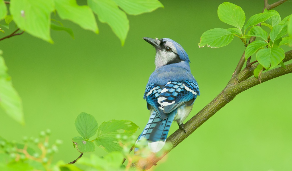 Маленькая голубая сойка сидит на ветке дерева