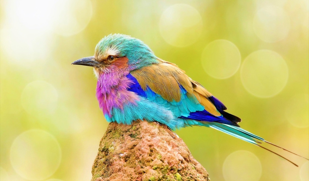 Маленькая разноцветная птичка сидит на камне