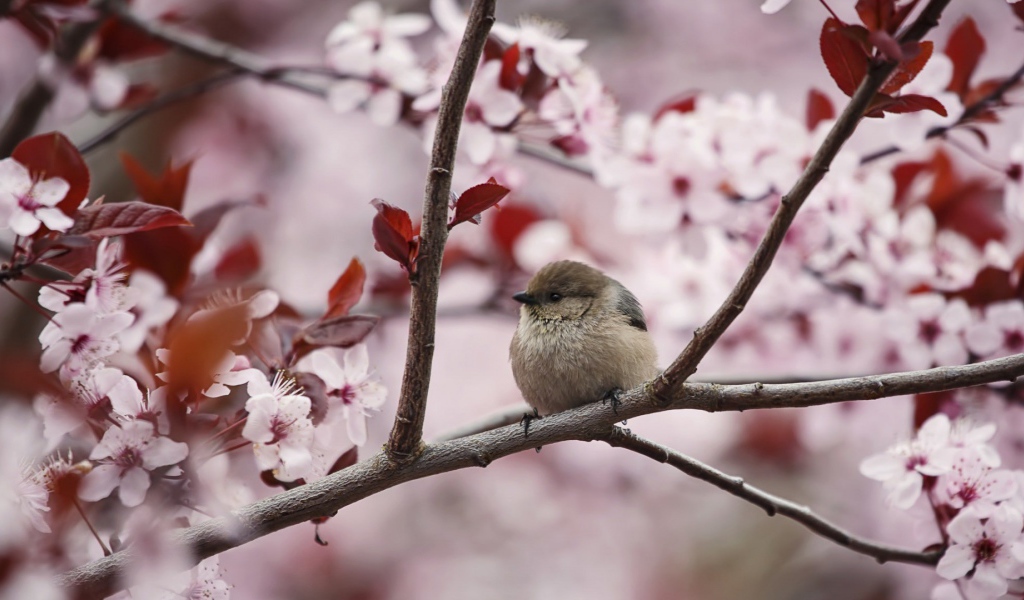 Маленький воробей на цветущей весенней ветке 