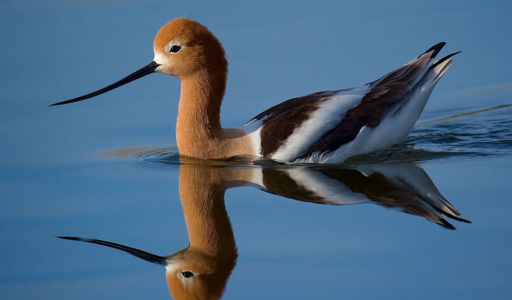 Красивая птица Американская шилоклювка отражается в воде 